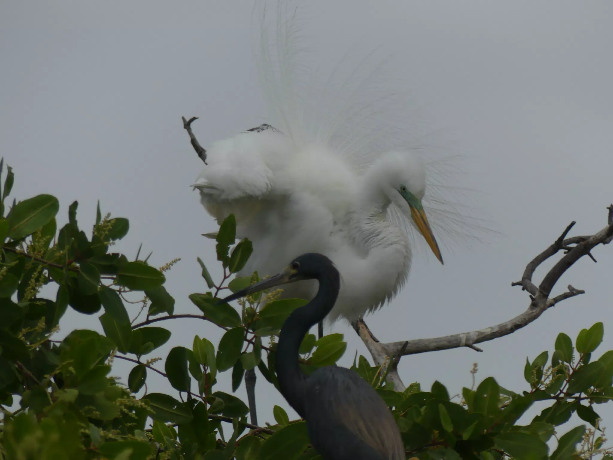 Photographing Egrets at San Juan Venado
