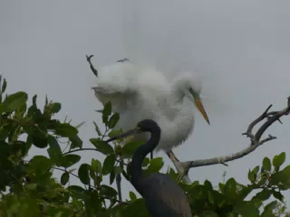 Photographing Egrets at San Juan Venado