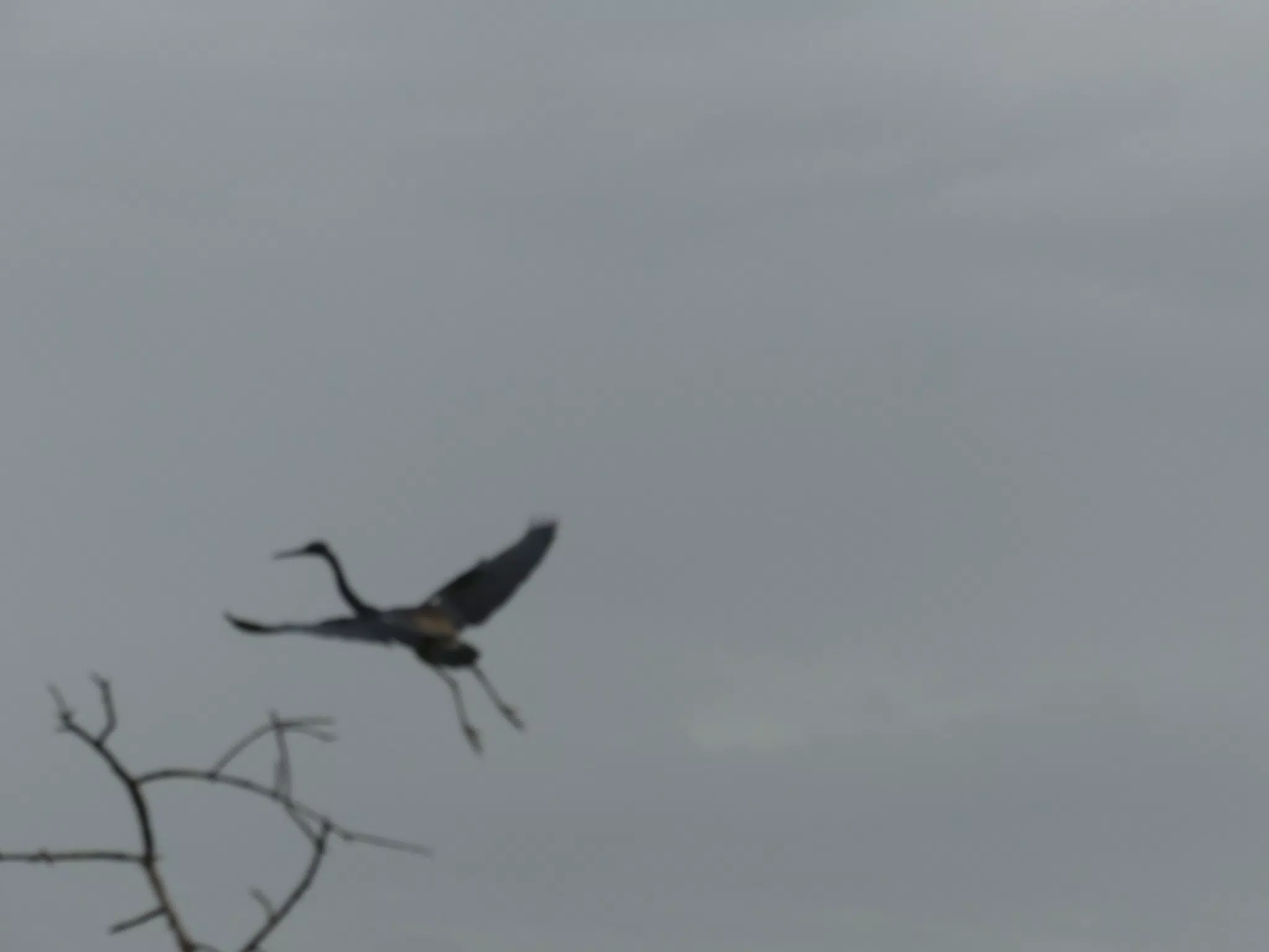 Photographing Egrets at San Juan Venado