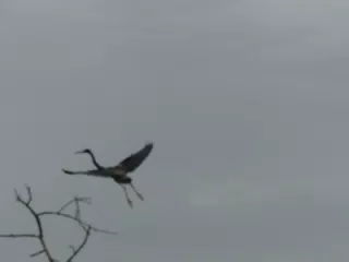 Photographing Egrets at San Juan Venado