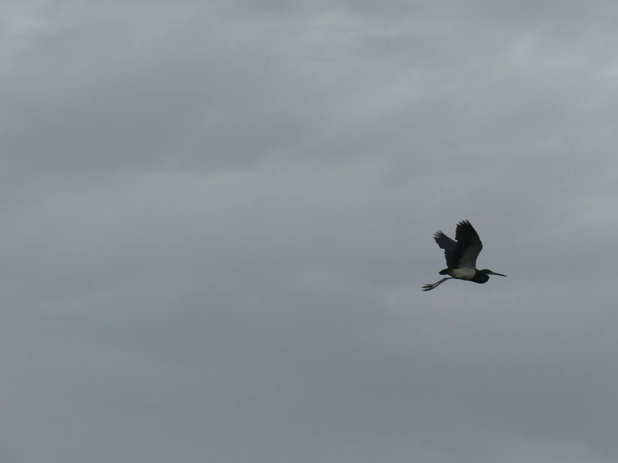 Photographing Egrets at San Juan Venado