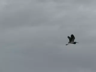 Photographing Egrets at San Juan Venado