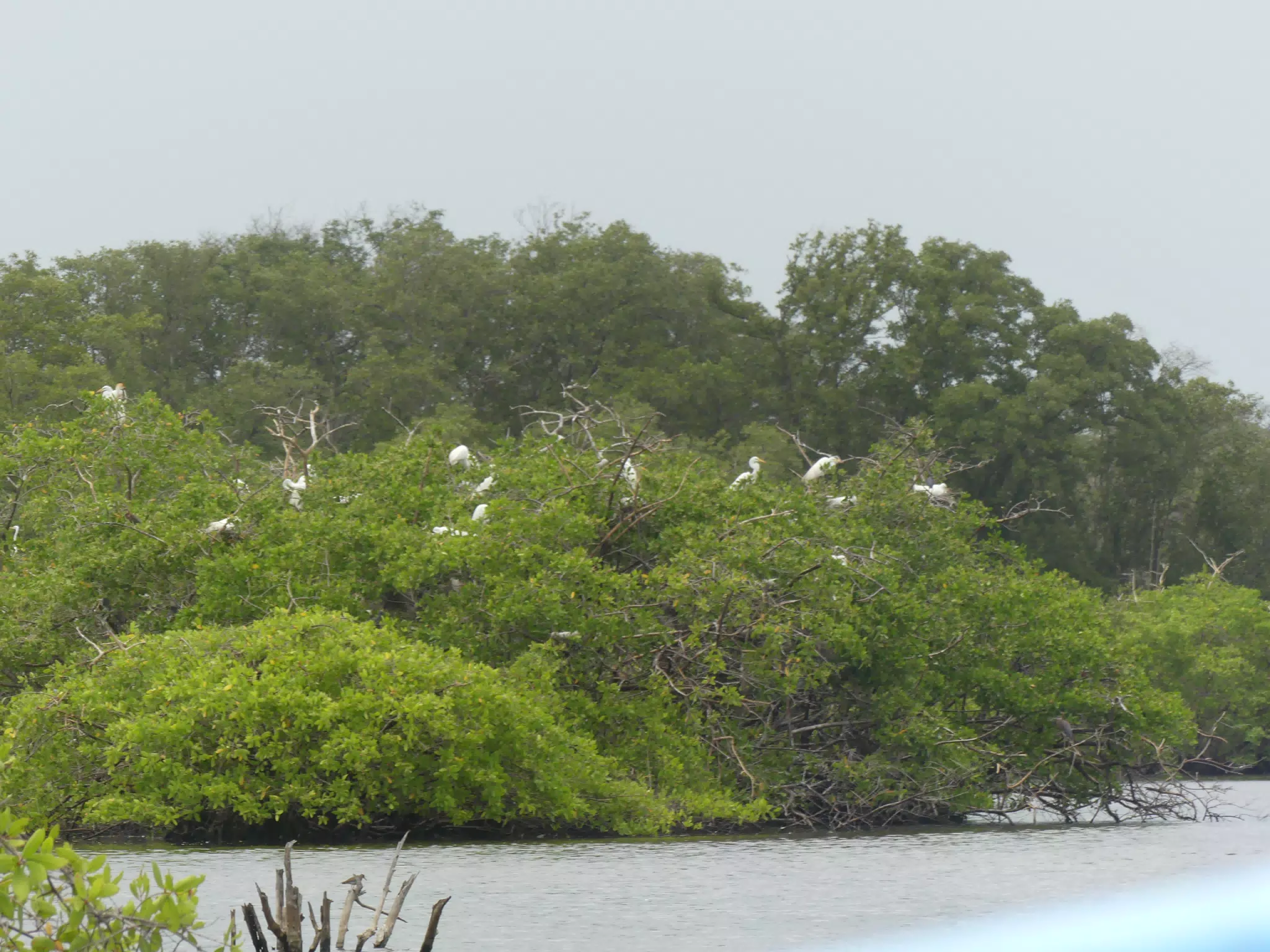 Egrets on San Juan Venado Estuary
