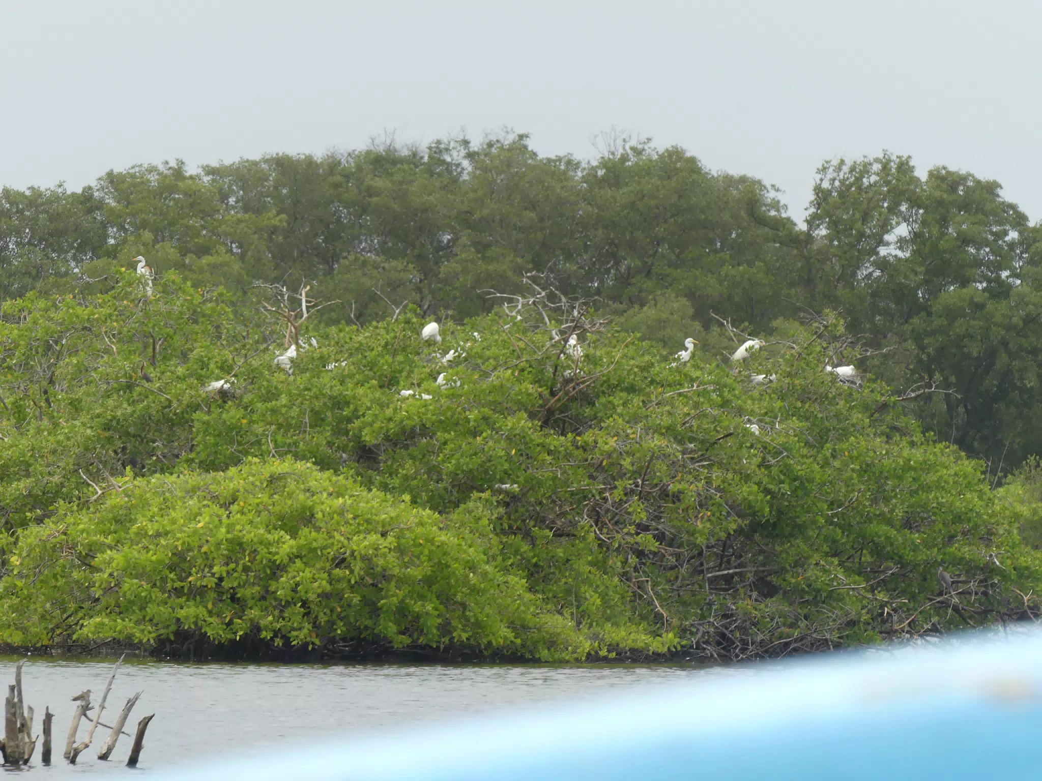 Egrets on San Juan Venado Estuary