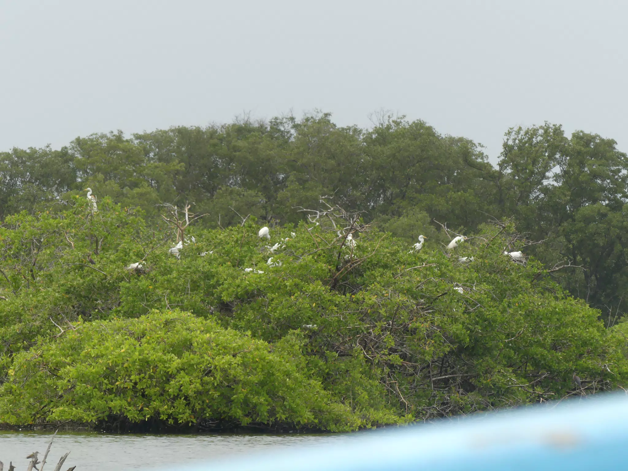 Egrets on San Juan Venado Estuary