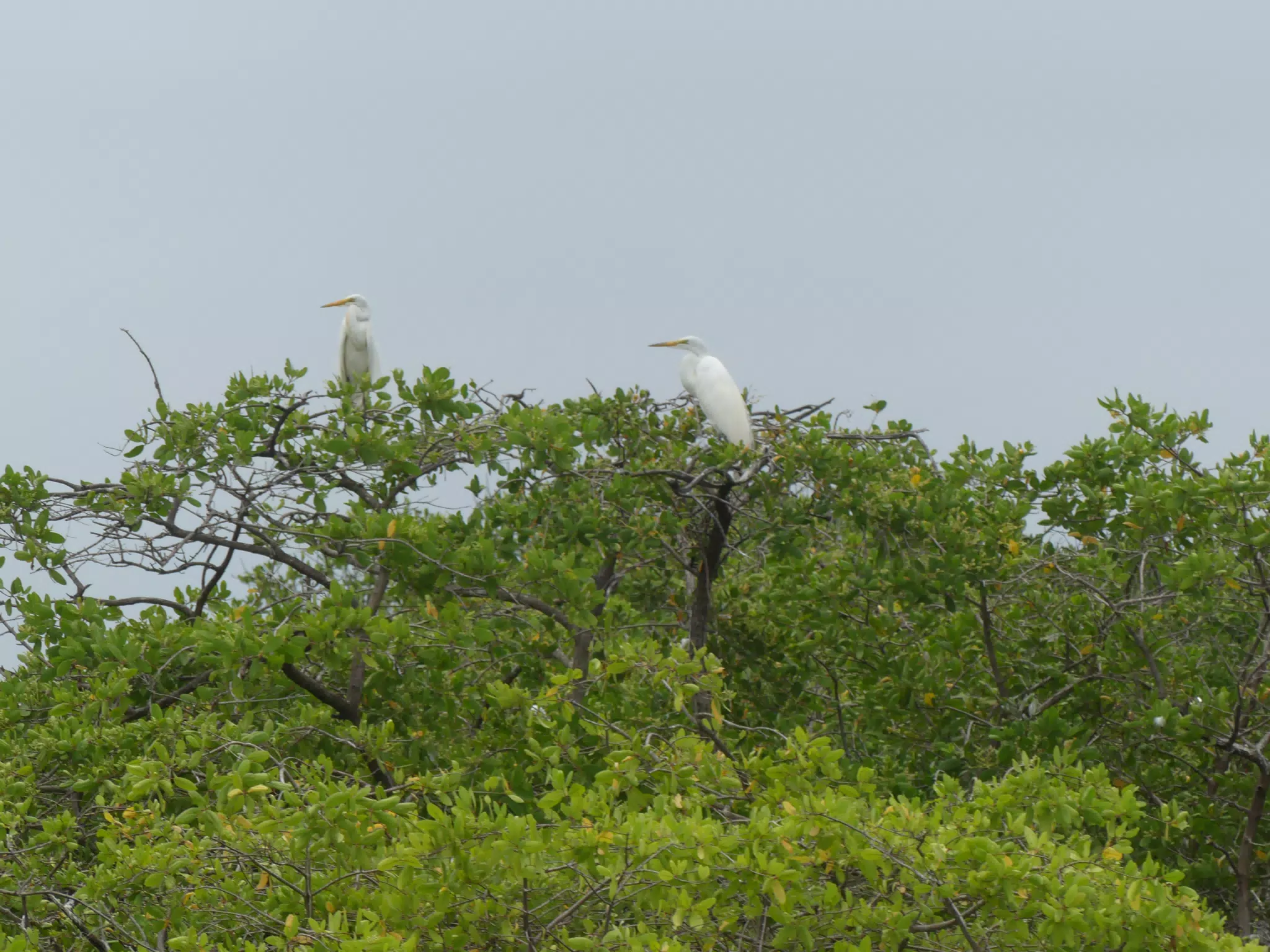 Egrets on San Juan Venado Estuary
