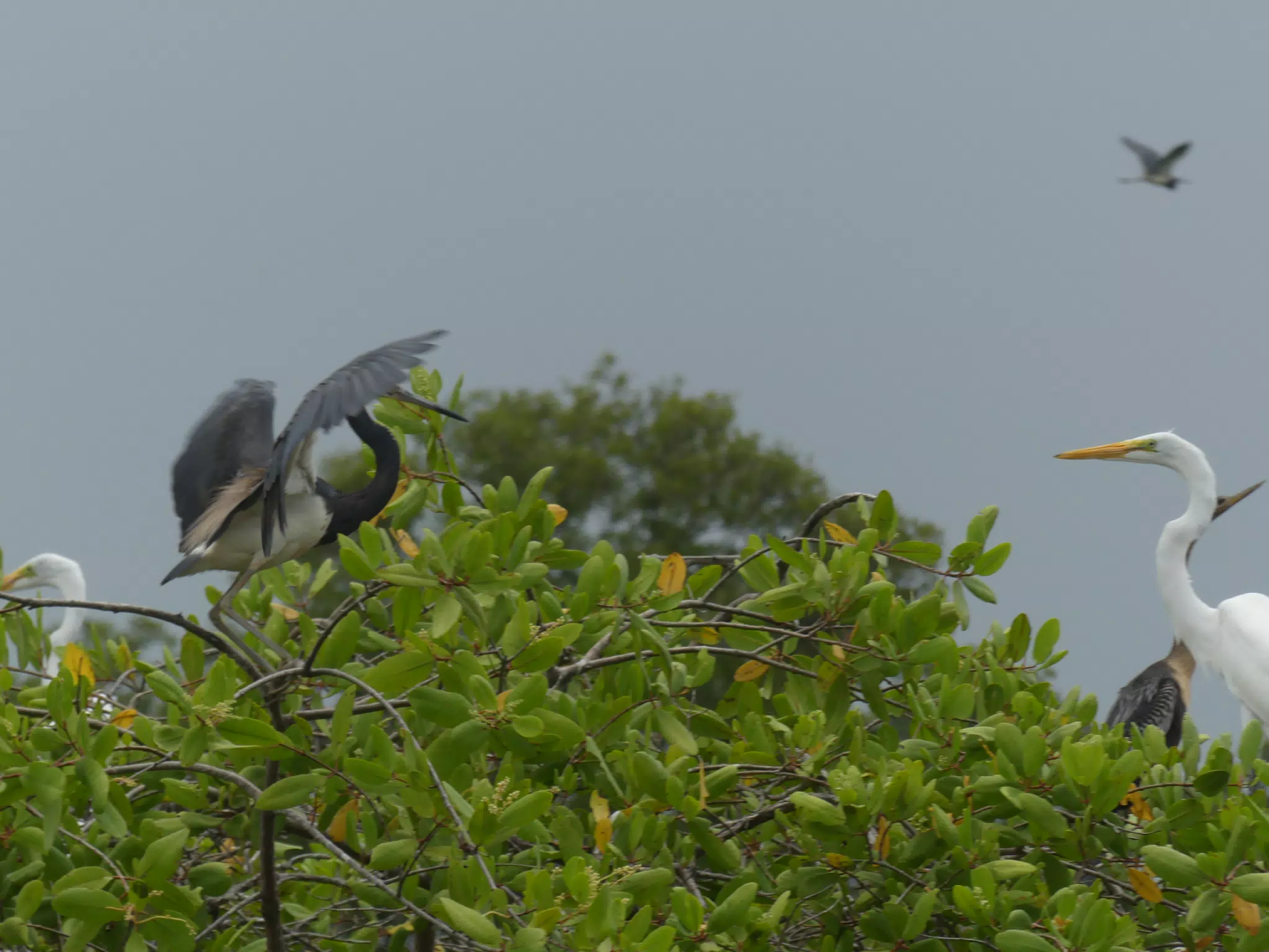Egrets on San Juan Venado Estuary
