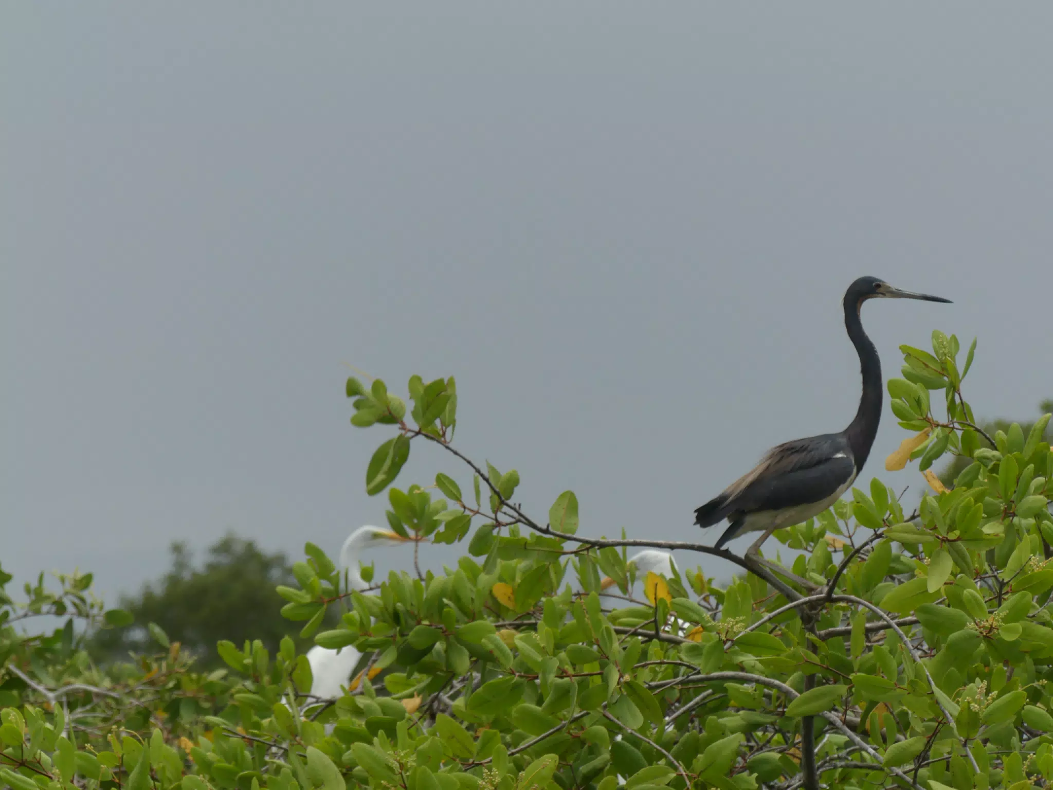Egrets on San Juan Venado Estuary