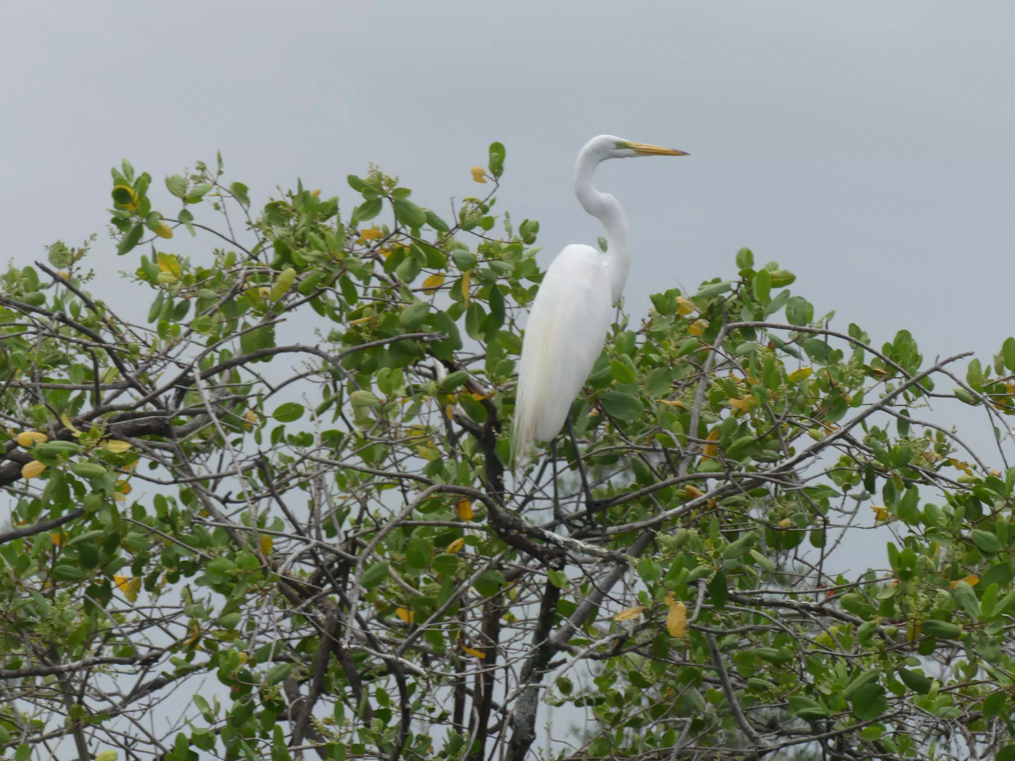 Egrets on San Juan Venado Estuary
