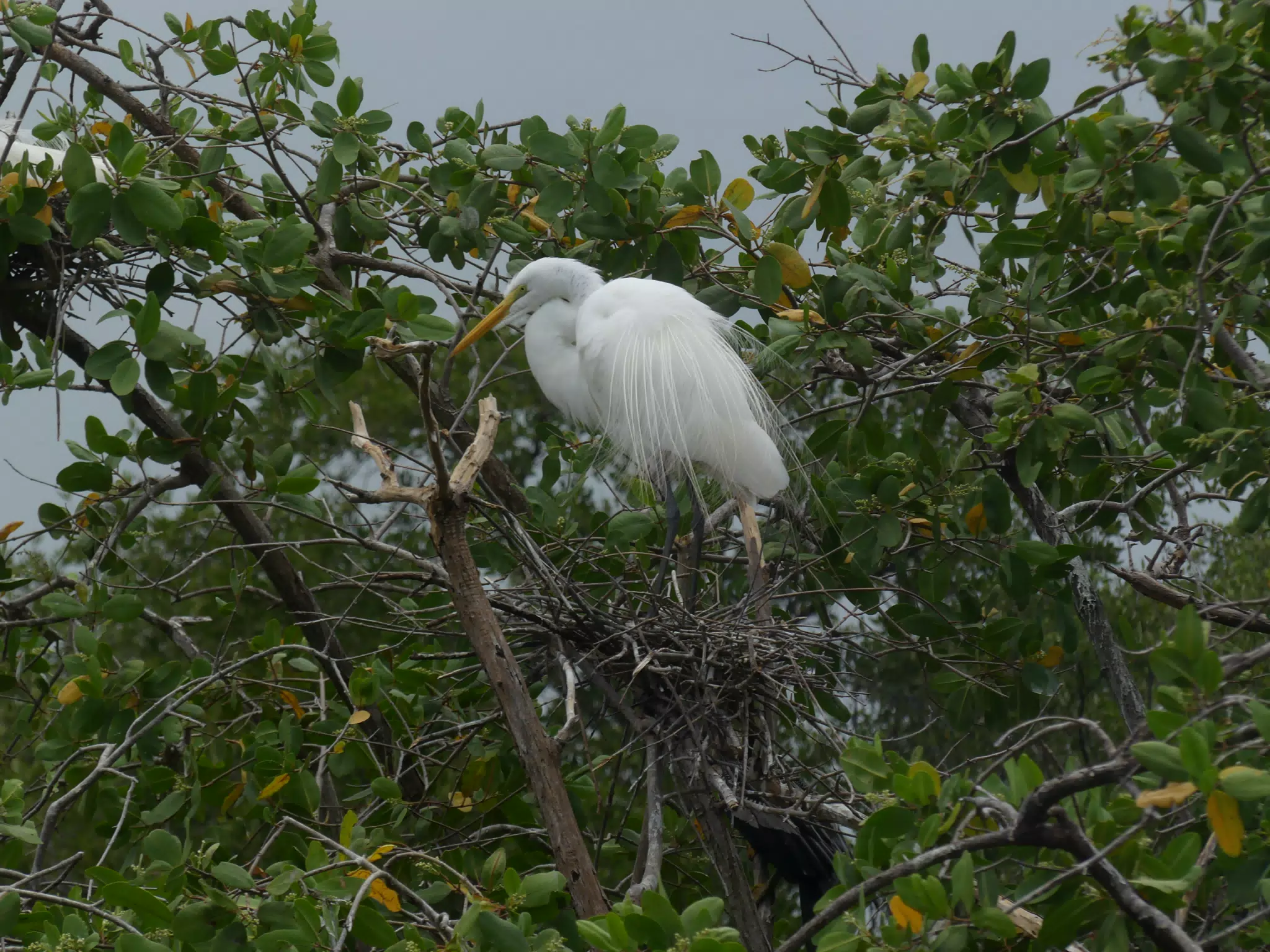 Egrets on San Juan Venado Estuary