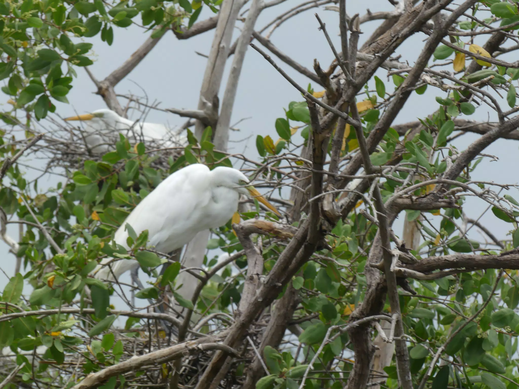 Egrets on San Juan Venado Estuary