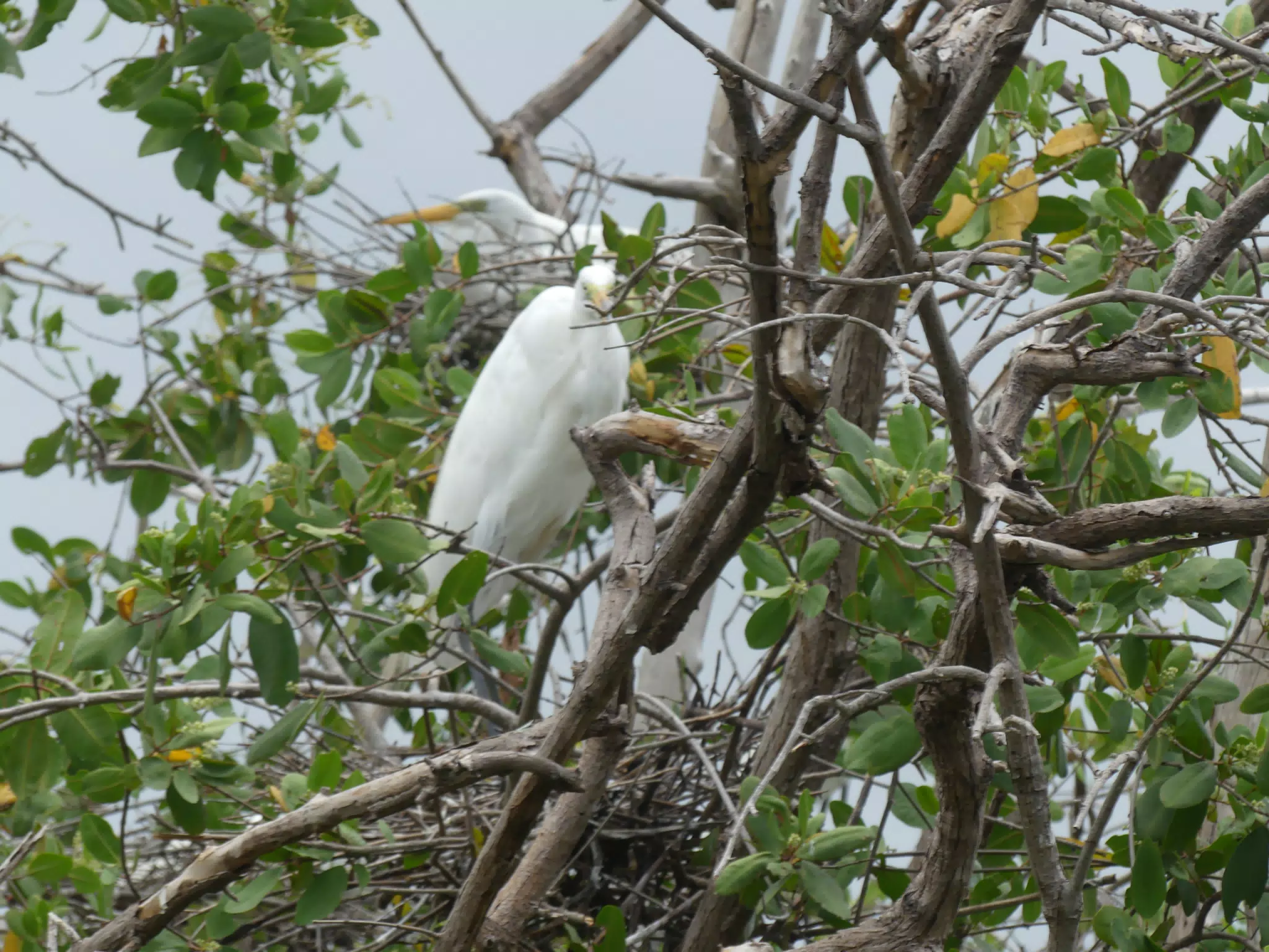 Egrets on San Juan Venado Estuary