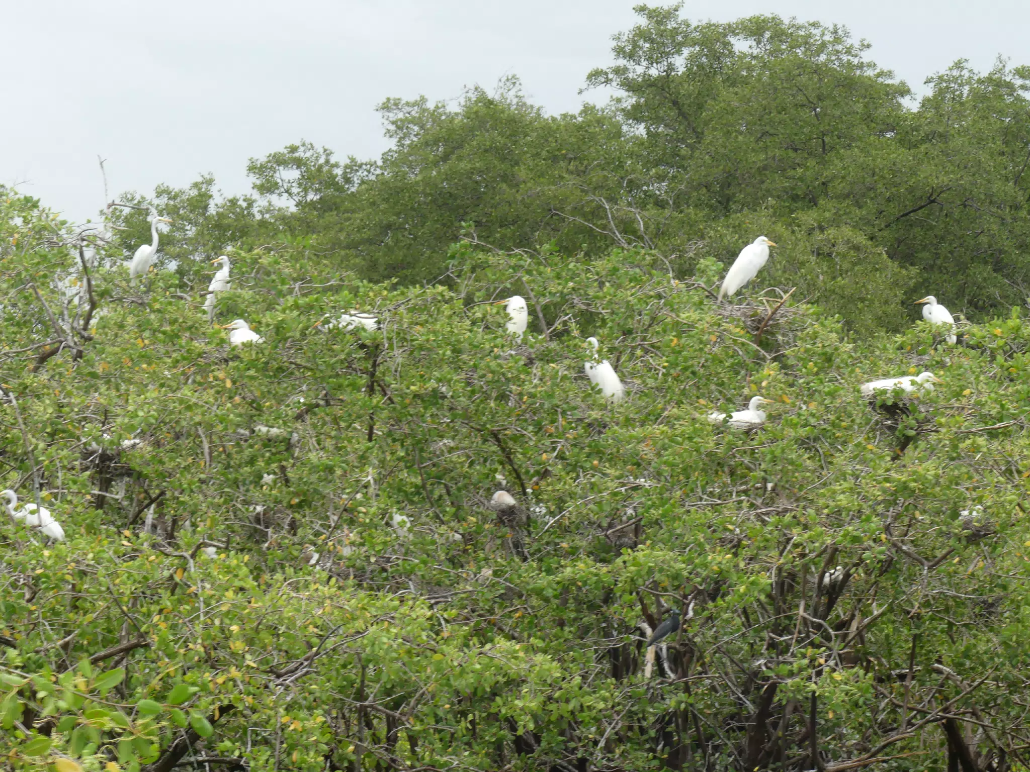 Photographing Egrets at San Juan Venado