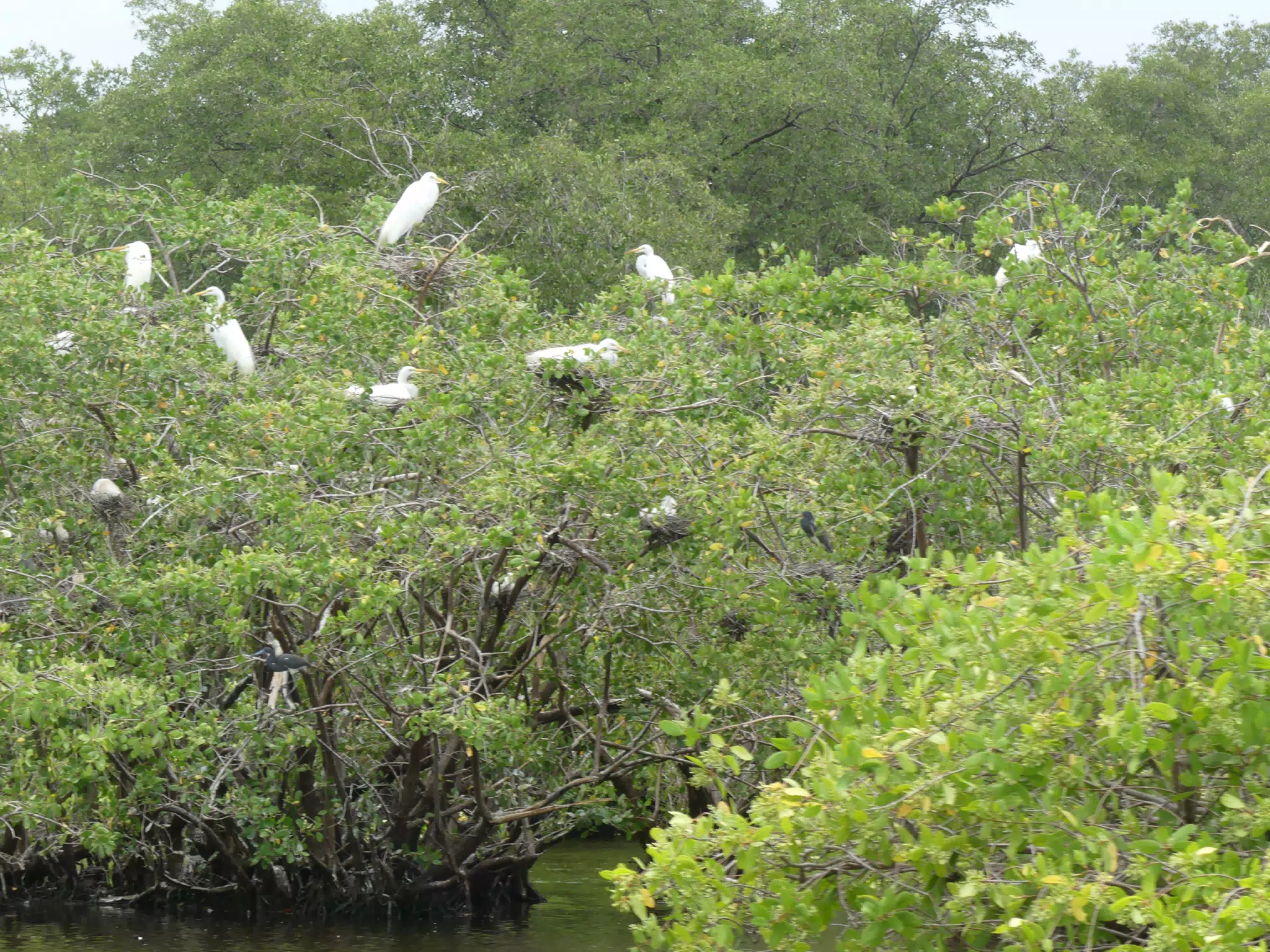 Photographing Egrets at San Juan Venado