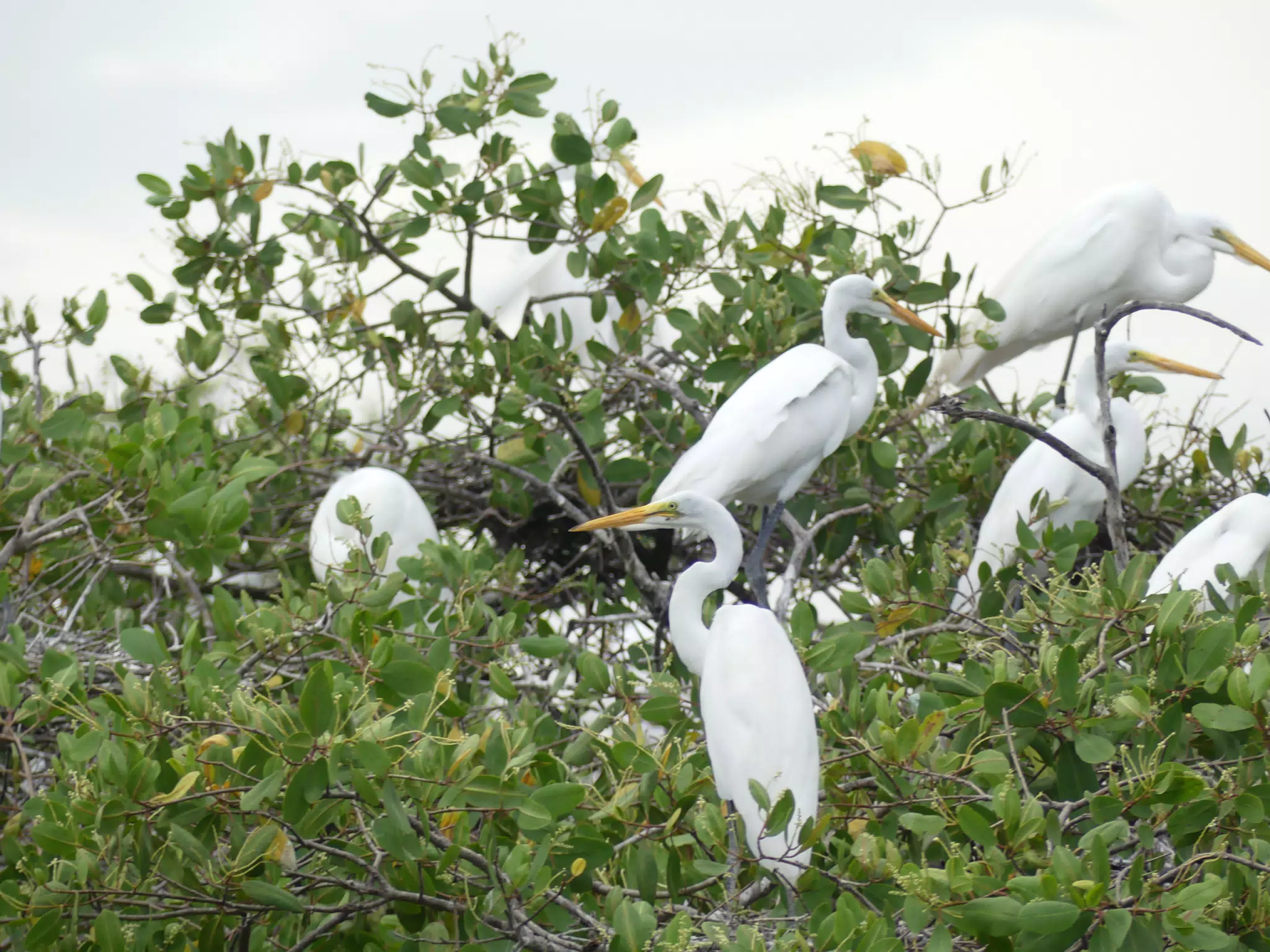 Photographing Egrets at San Juan Venado