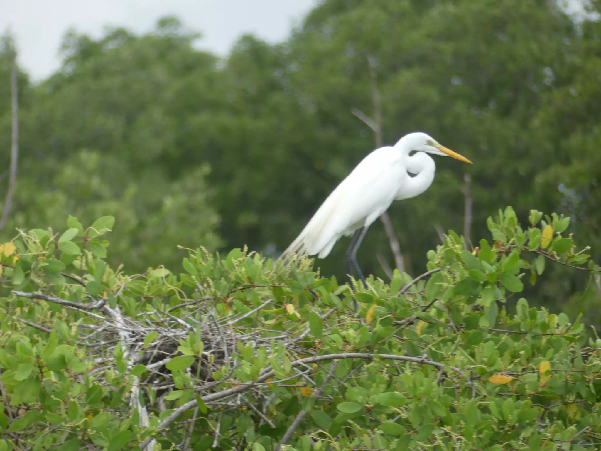 Photographing Egrets at San Juan Venado