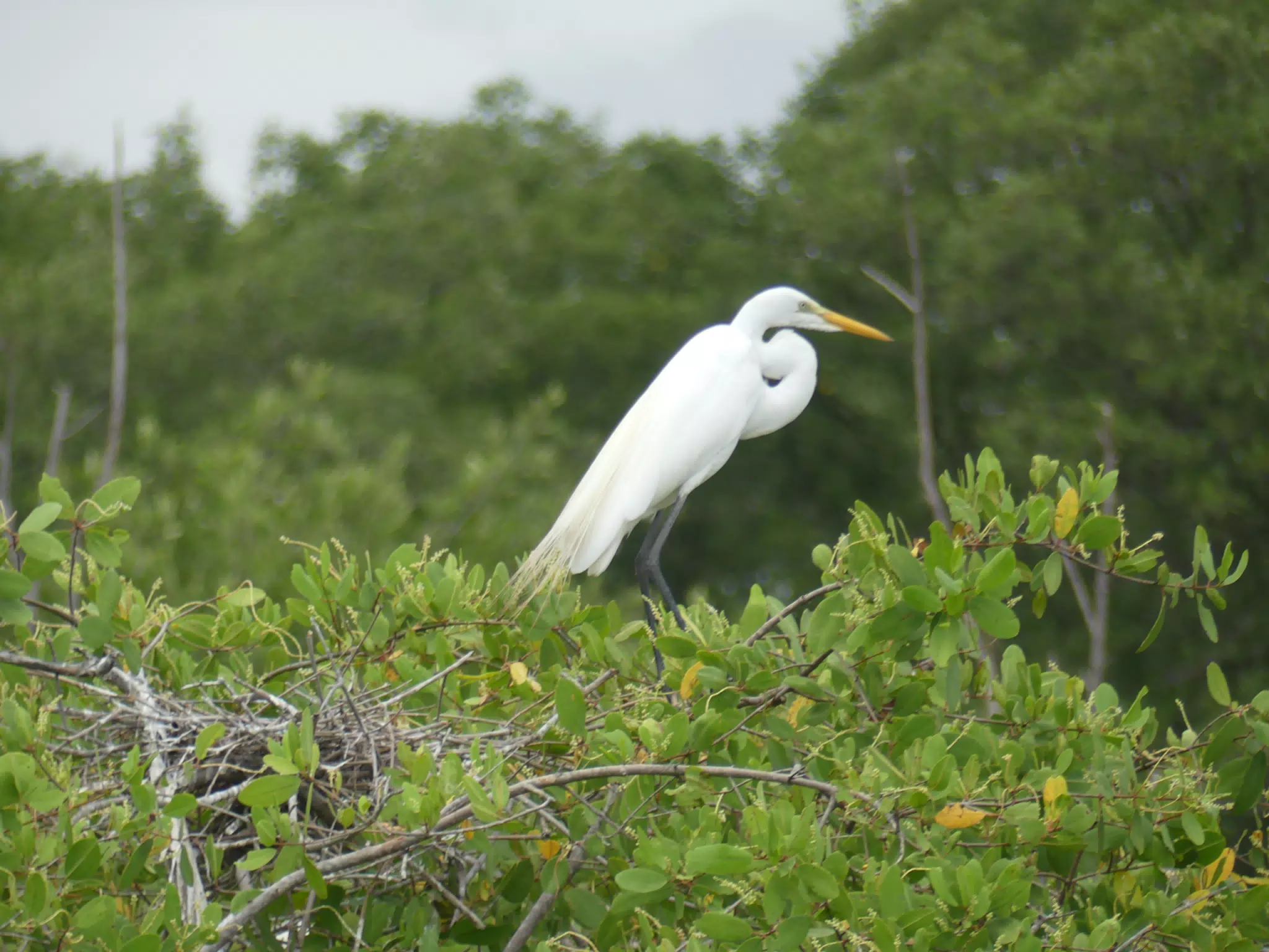 Photographing Egrets at San Juan Venado