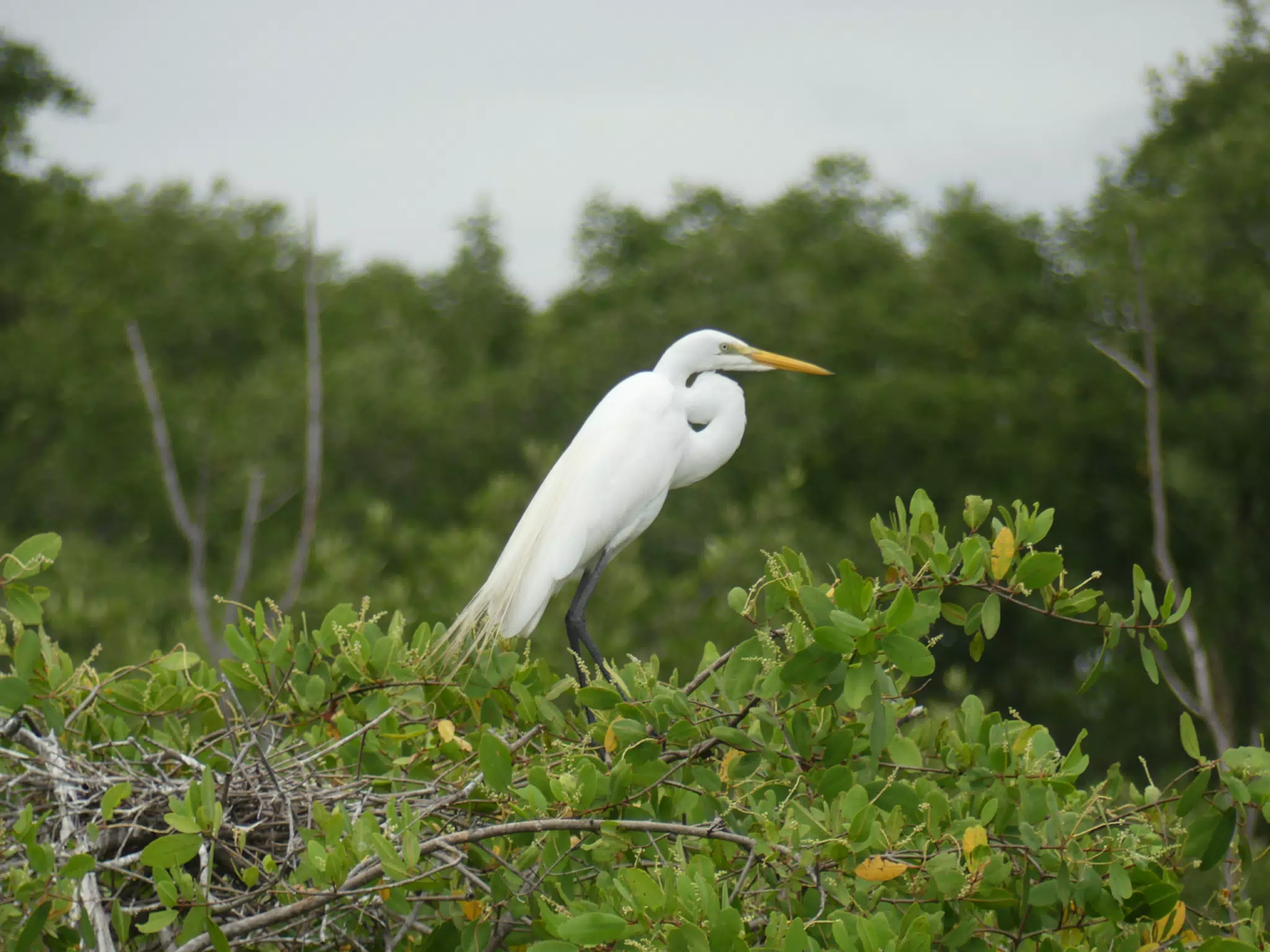 Photographing Egrets at San Juan Venado
