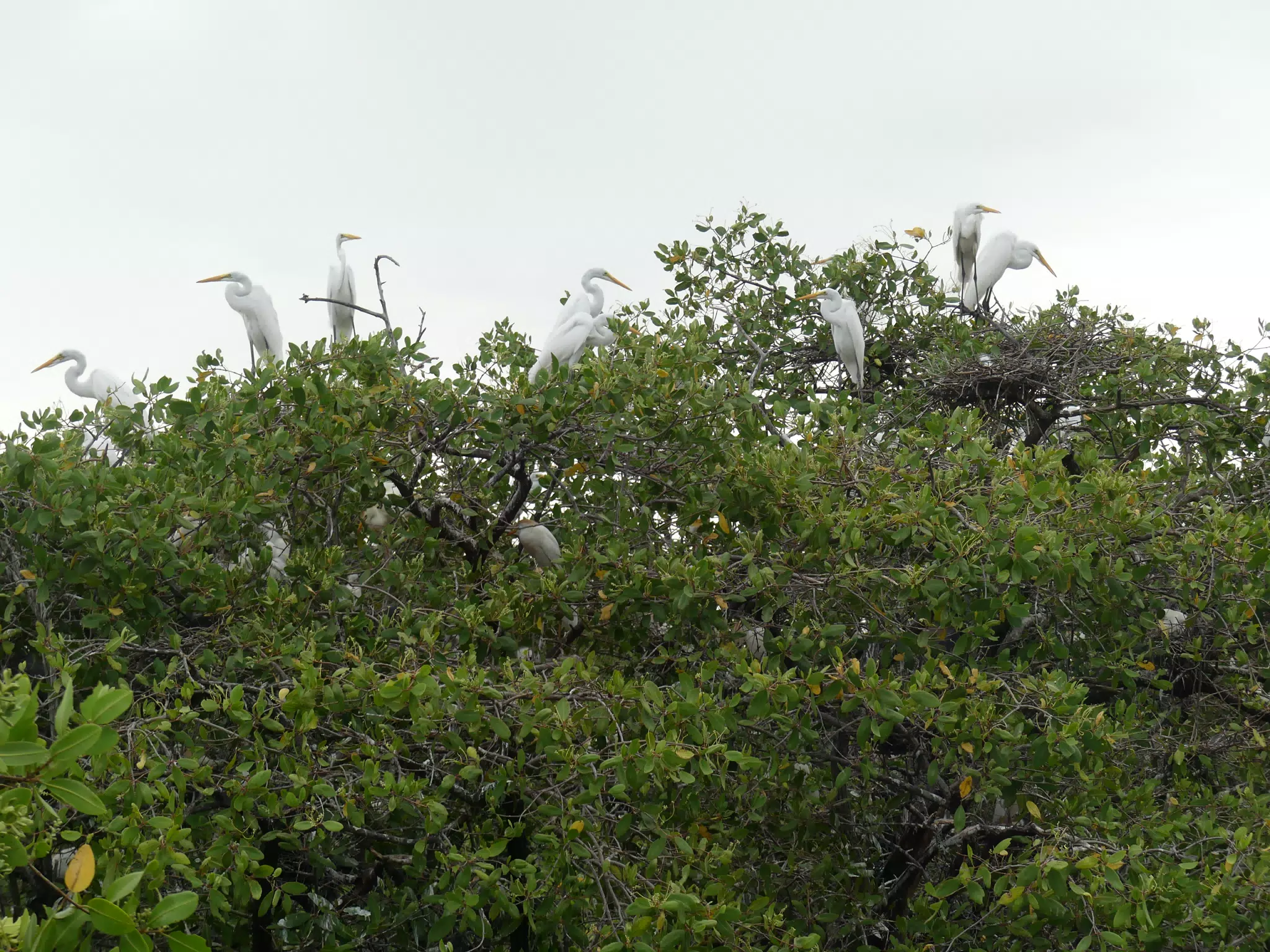Photographing Egrets at San Juan Venado