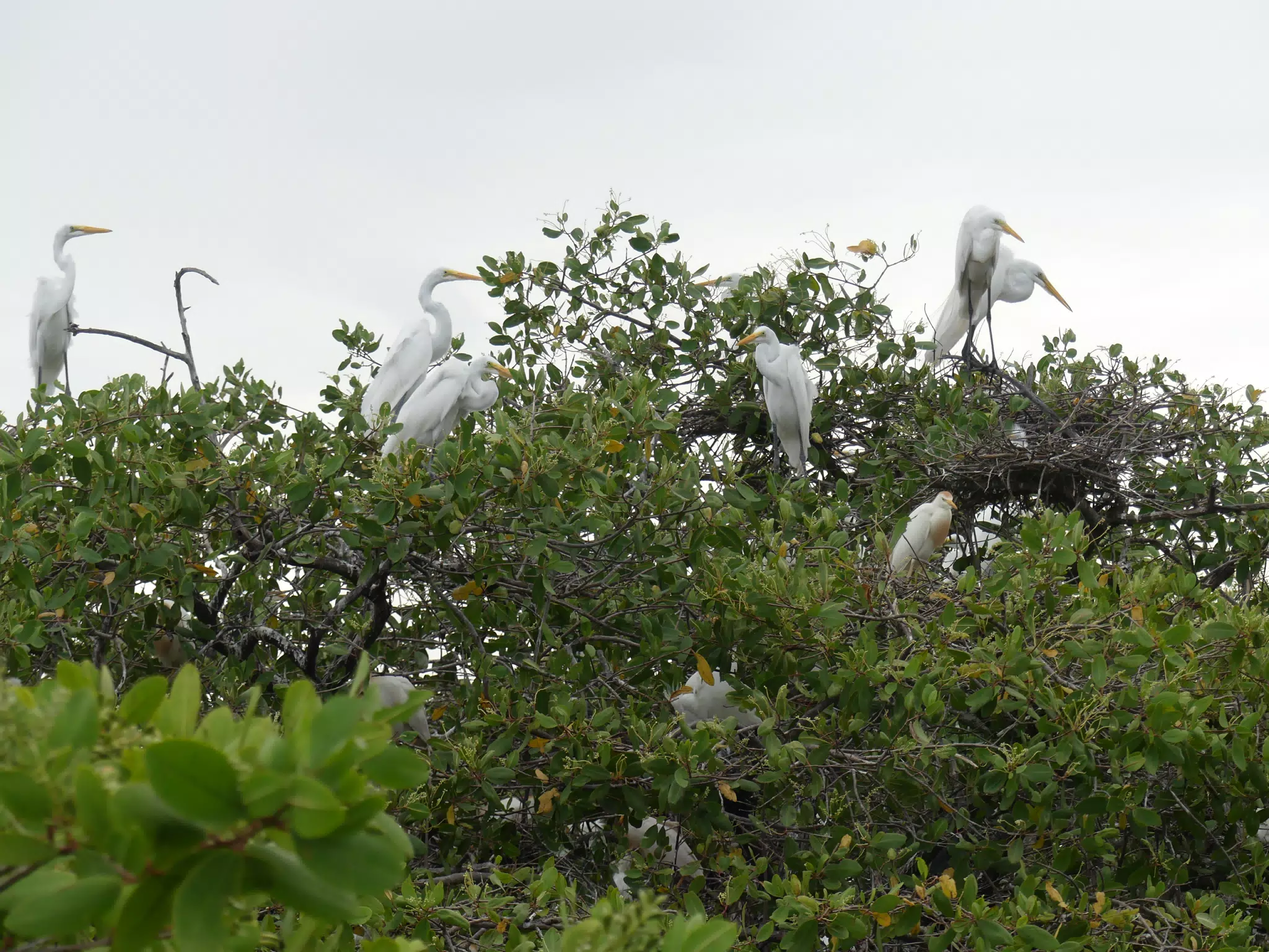 Photographing Egrets at San Juan Venado