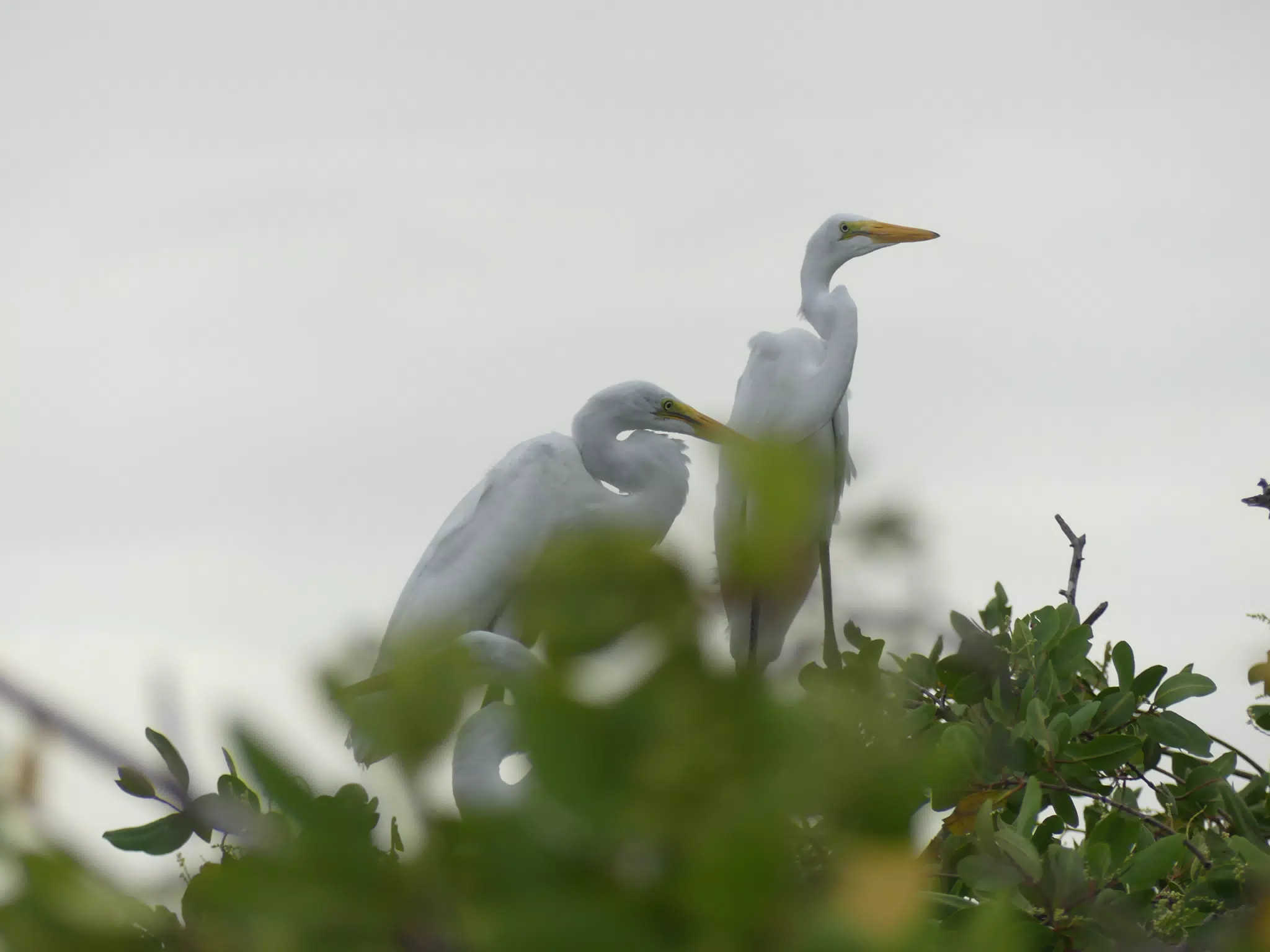 Photographing Egrets at San Juan Venado