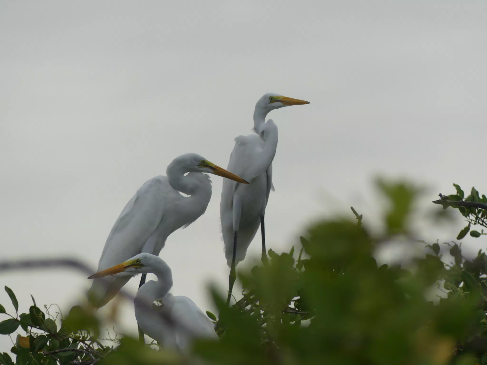 Photographing Egrets at San Juan Venado