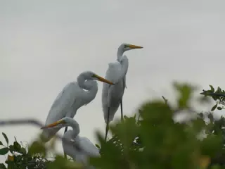 Photographing Egrets at San Juan Venado