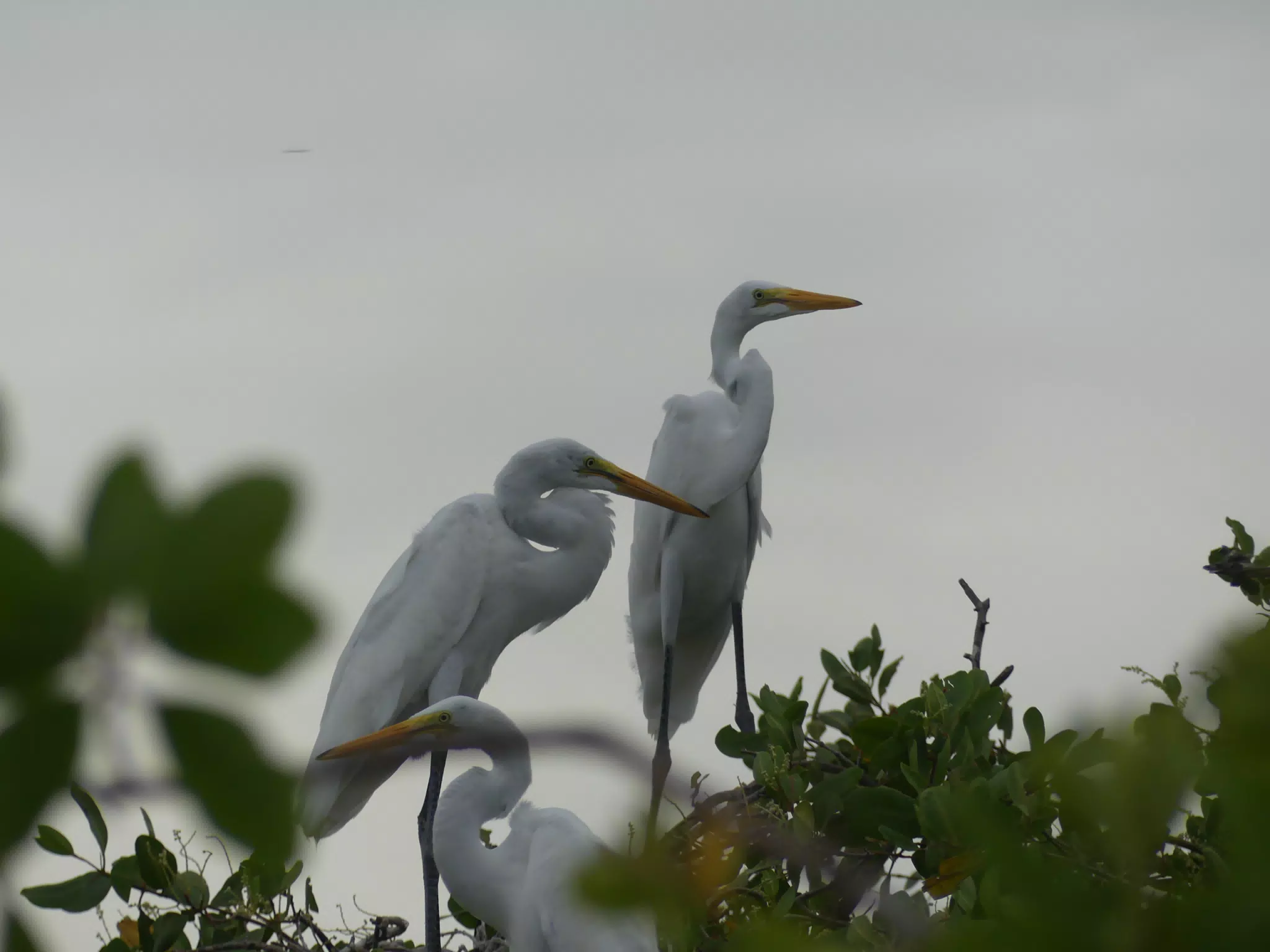 Photographing Egrets at San Juan Venado
