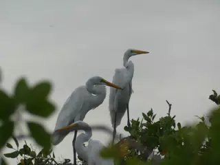 Photographing Egrets at San Juan Venado