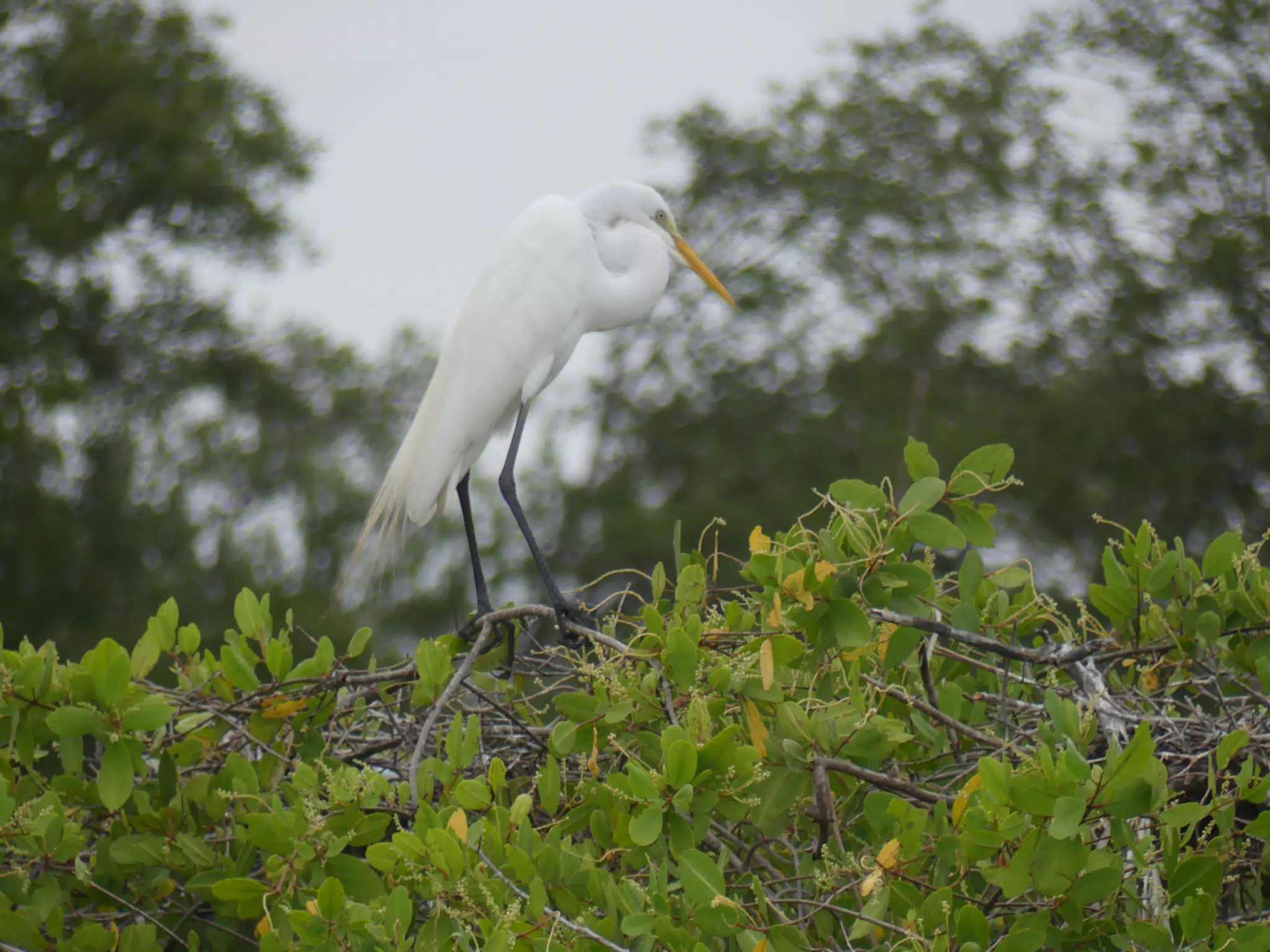 Photographing Egrets at San Juan Venado