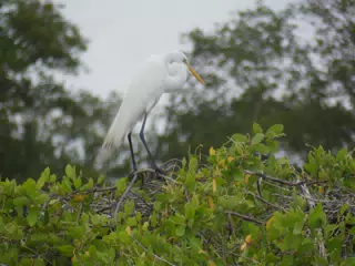Photographing Egrets at San Juan Venado
