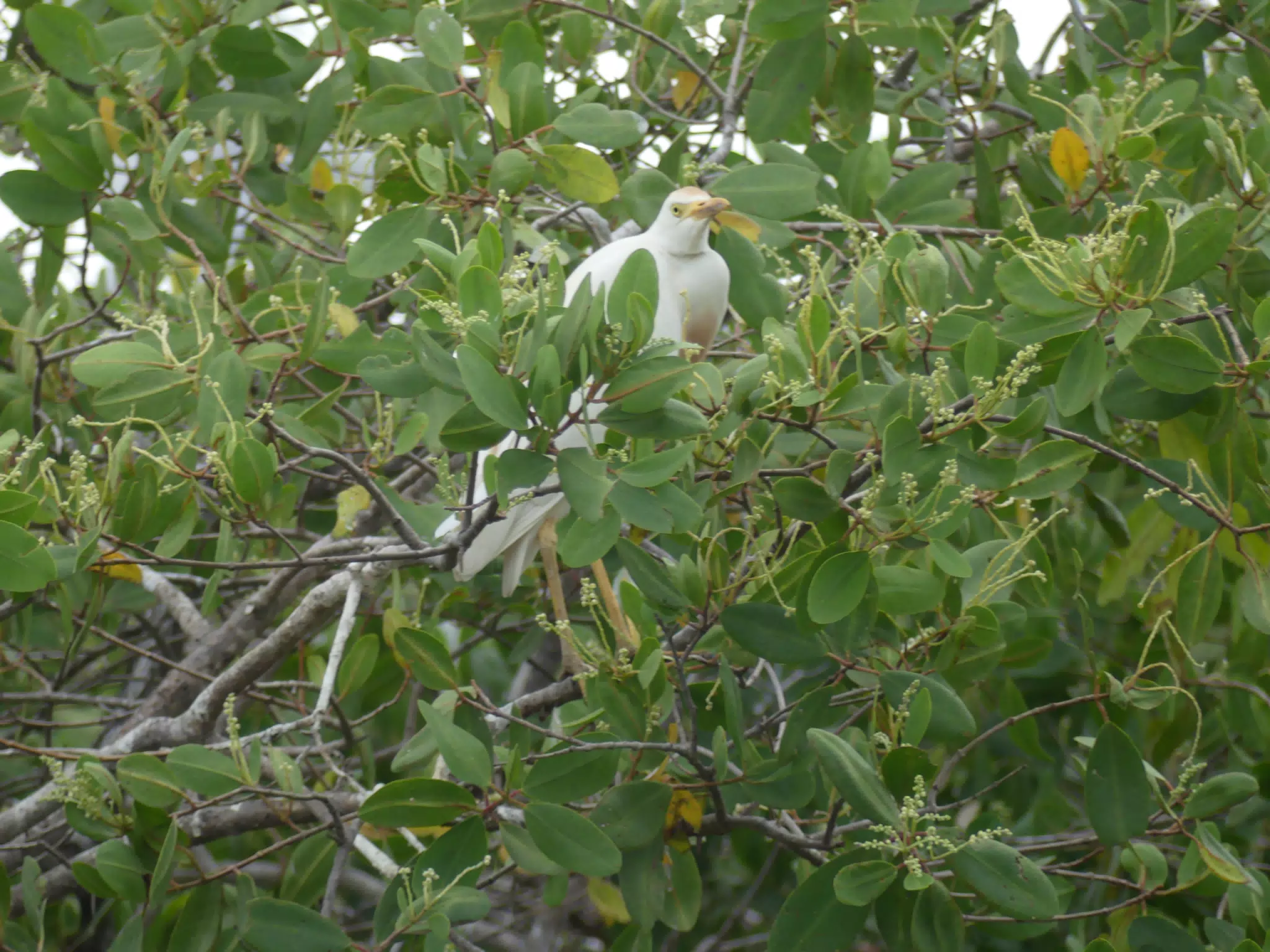 Photographing Egrets at San Juan Venado