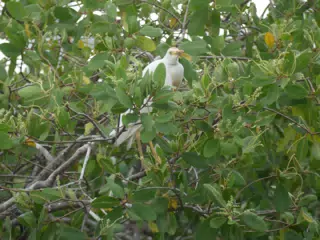 Photographing Egrets at San Juan Venado