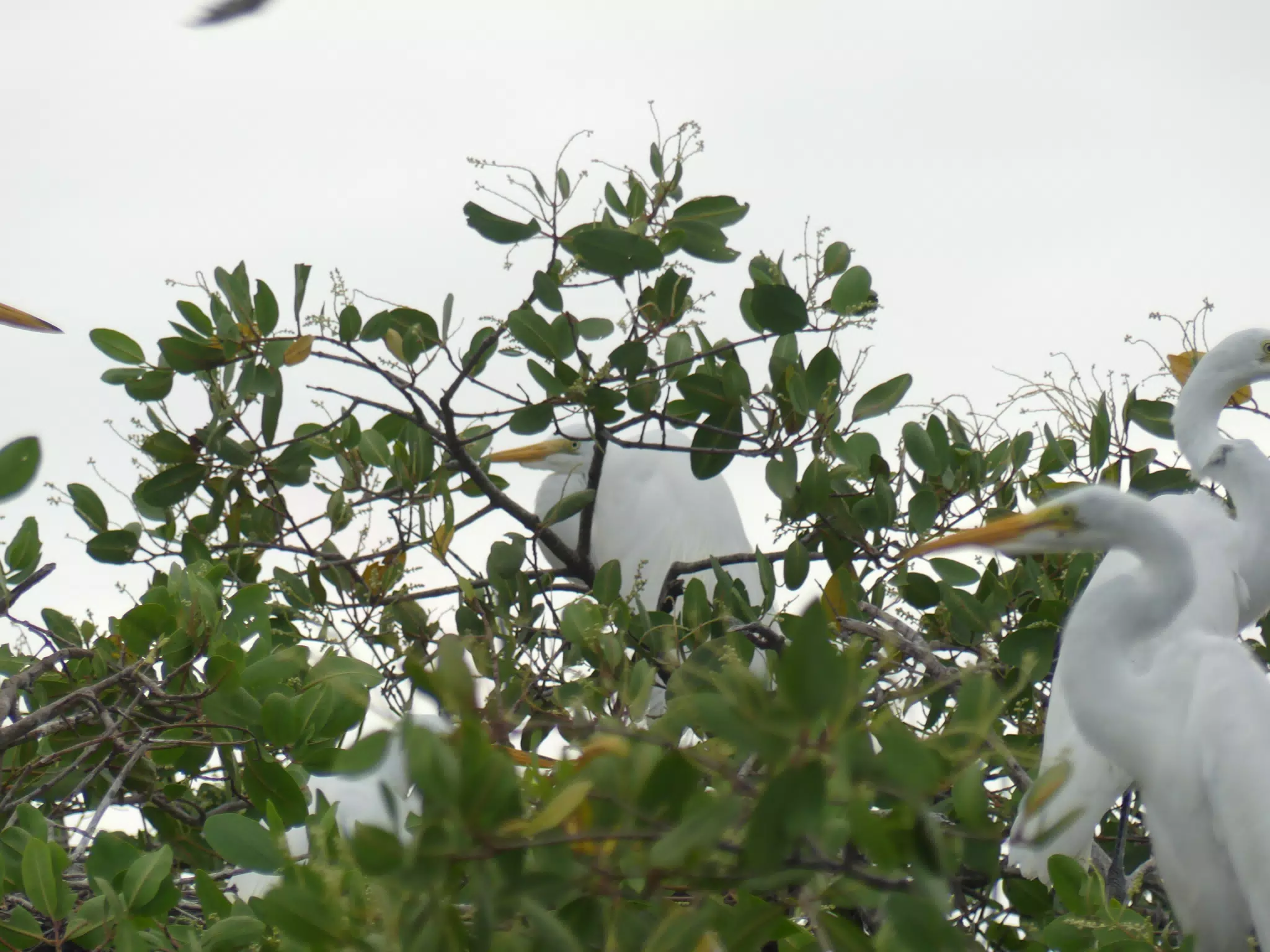 Photographing Egrets at San Juan Venado