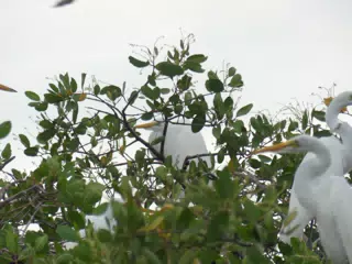 Photographing Egrets at San Juan Venado