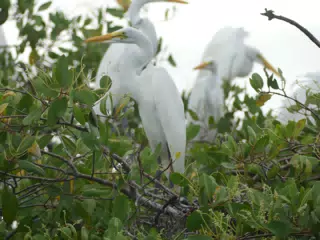 Photographing Egrets at San Juan Venado