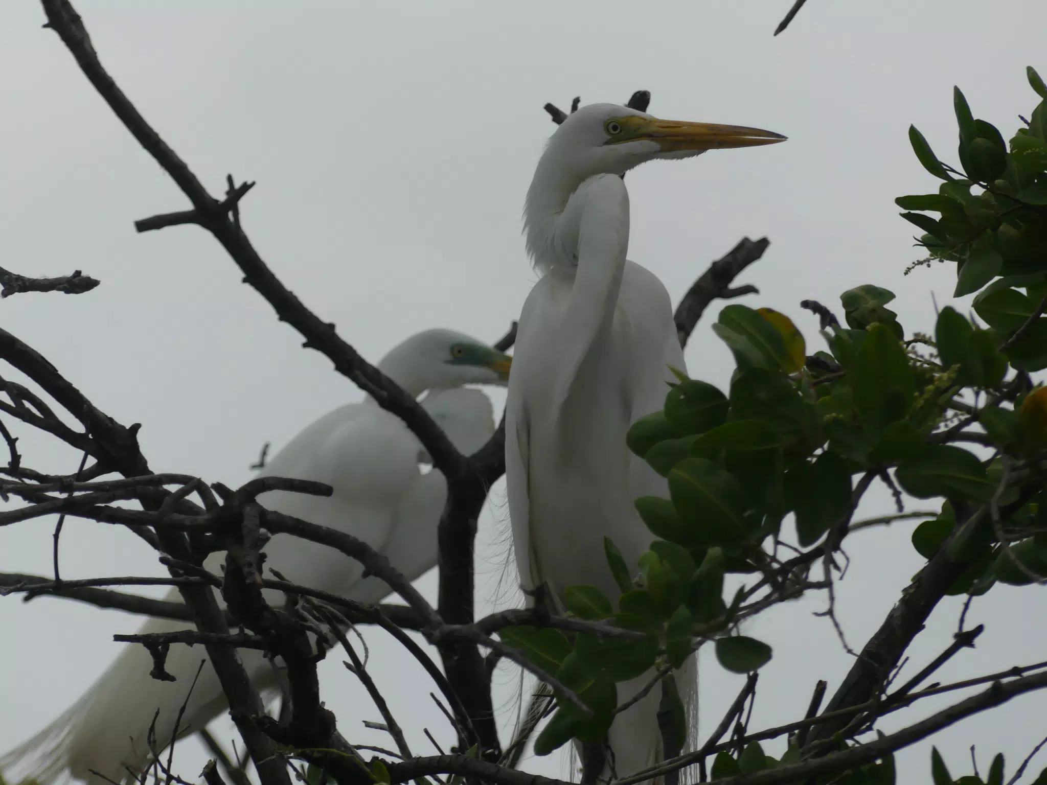 Photographing Egrets at San Juan Venado