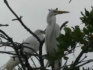 Photographing Egrets at San Juan Venado