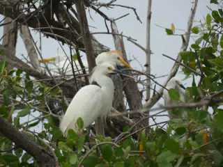 Photographing Egrets at San Juan Venado