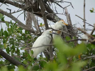 Photographing Egrets at San Juan Venado