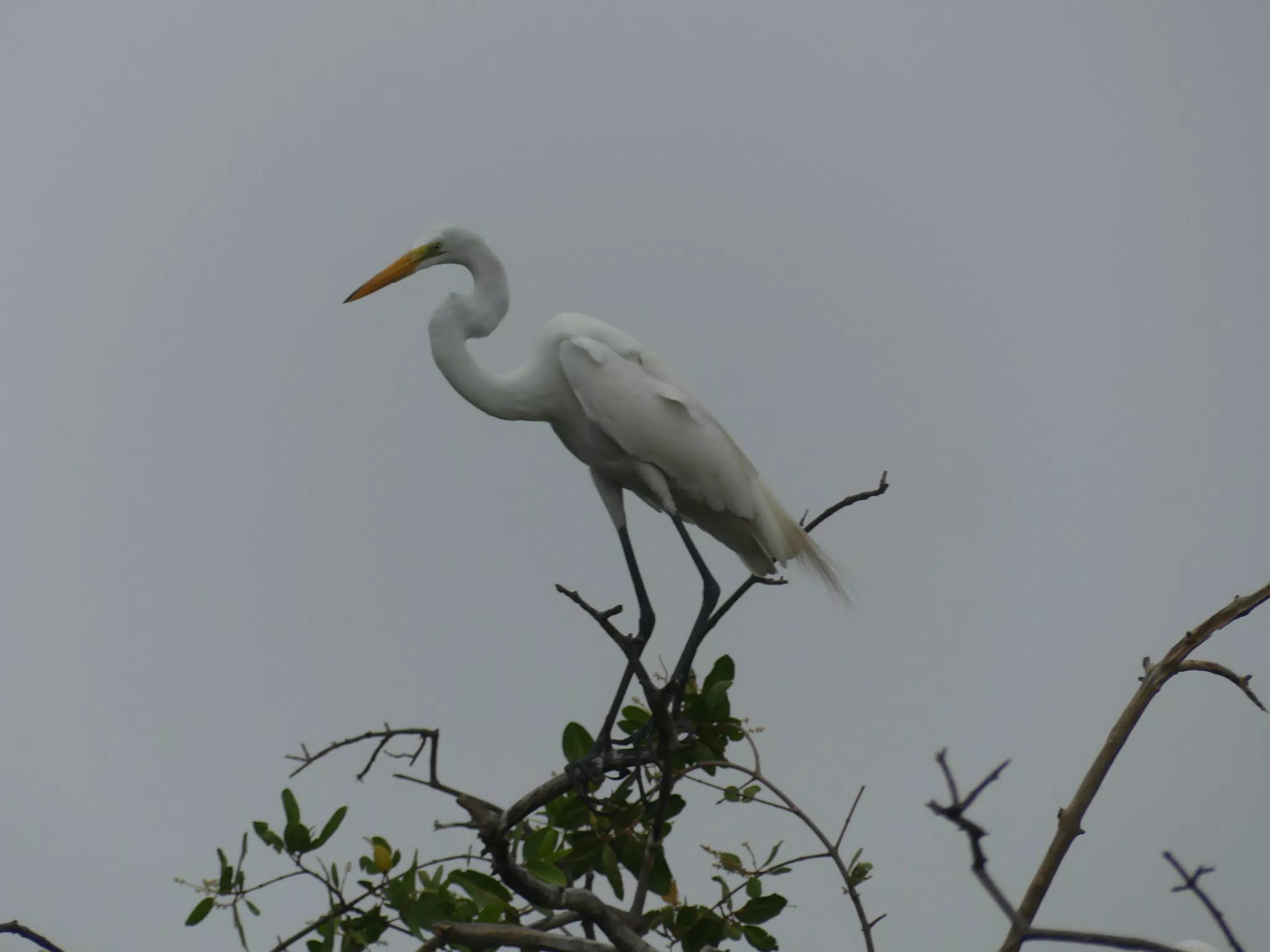 Photographing Egrets at San Juan Venado