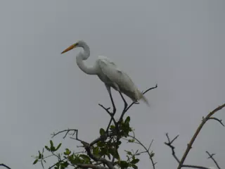 Photographing Egrets at San Juan Venado