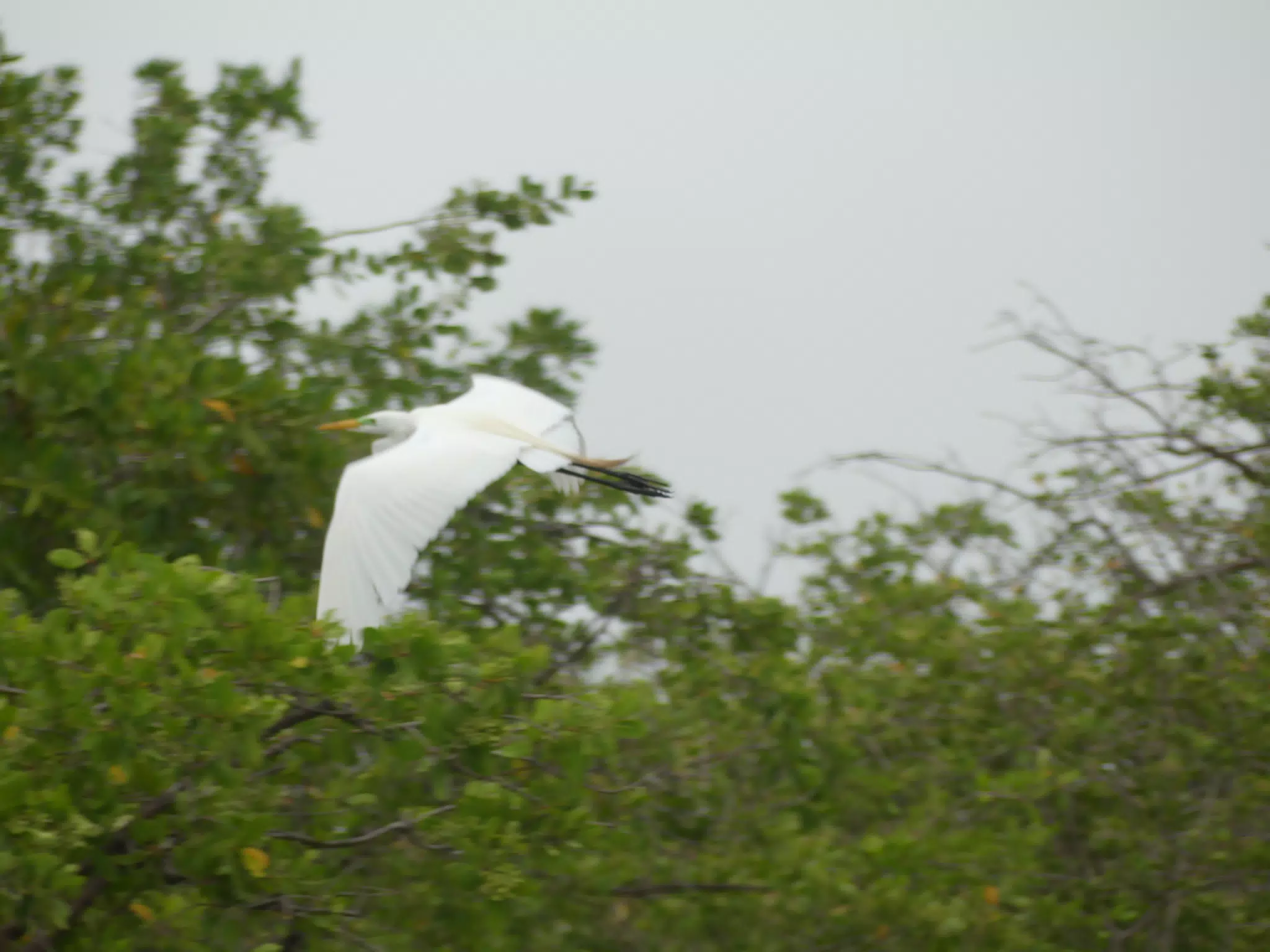 Photographing Egrets at San Juan Venado