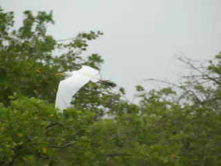 Photographing Egrets at San Juan Venado
