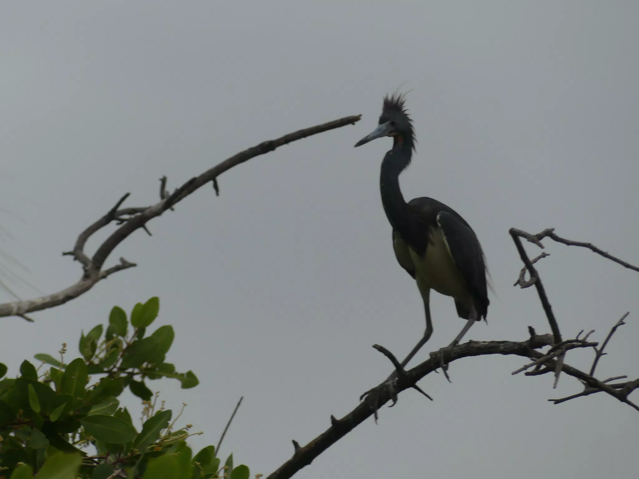 Photographing Egrets at San Juan Venado