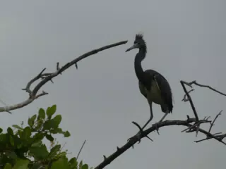 Photographing Egrets at San Juan Venado