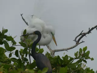 Photographing Egrets at San Juan Venado