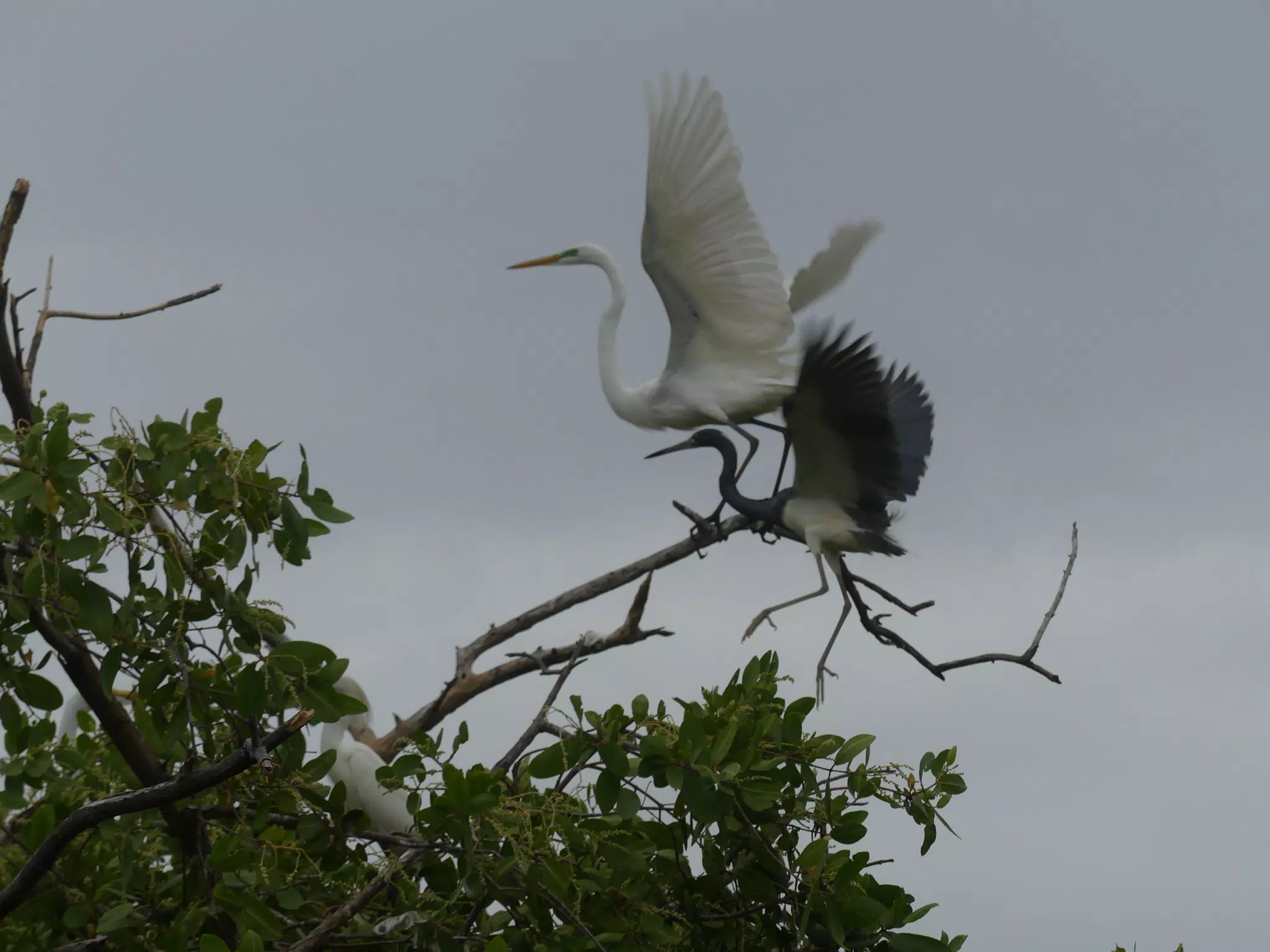 Photographing Egrets at San Juan Venado