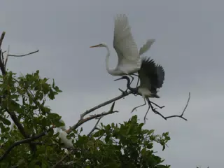 Photographing Egrets at San Juan Venado