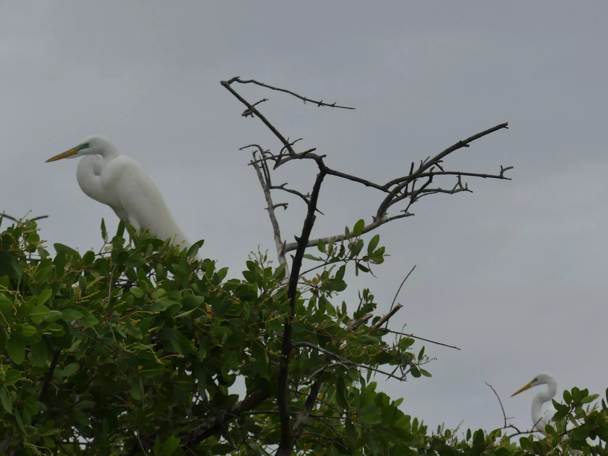 Photographing Egrets at San Juan Venado